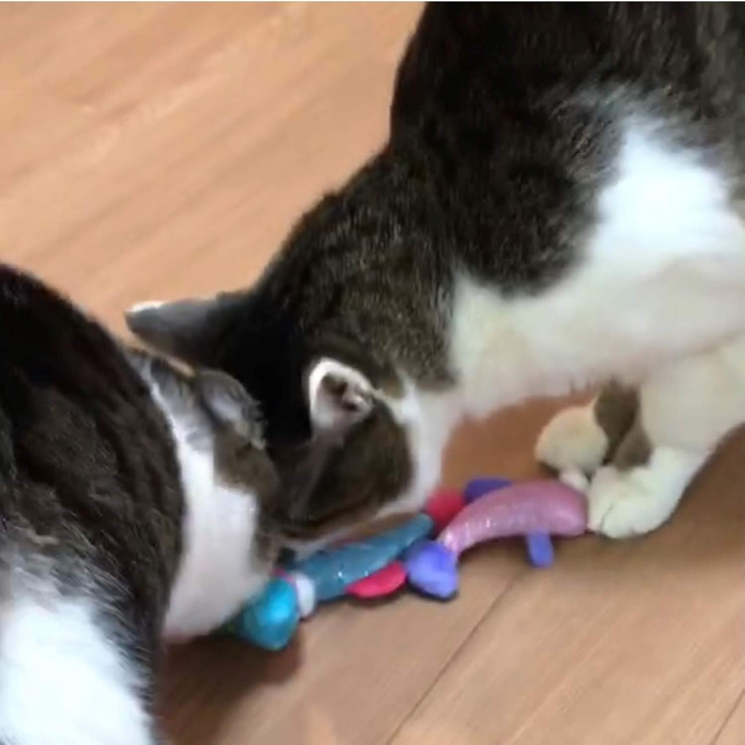 Gigwi Cat Toy, Catnip Toy, Fish Trio image number 3