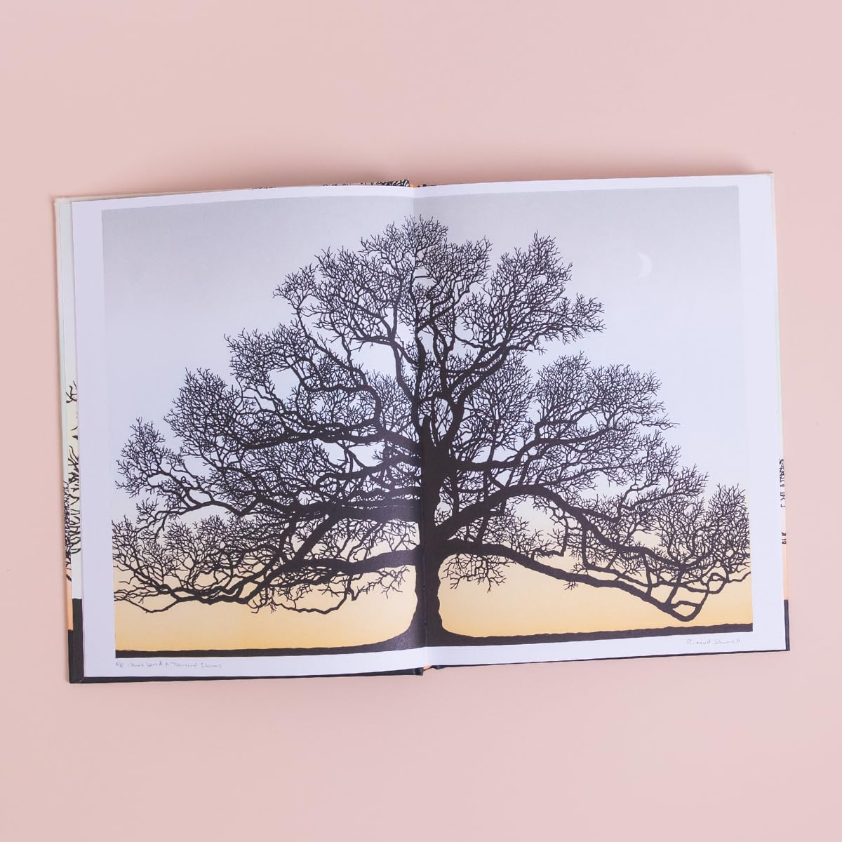 Trees in Winter: Fully Illustrated Edition image number 5