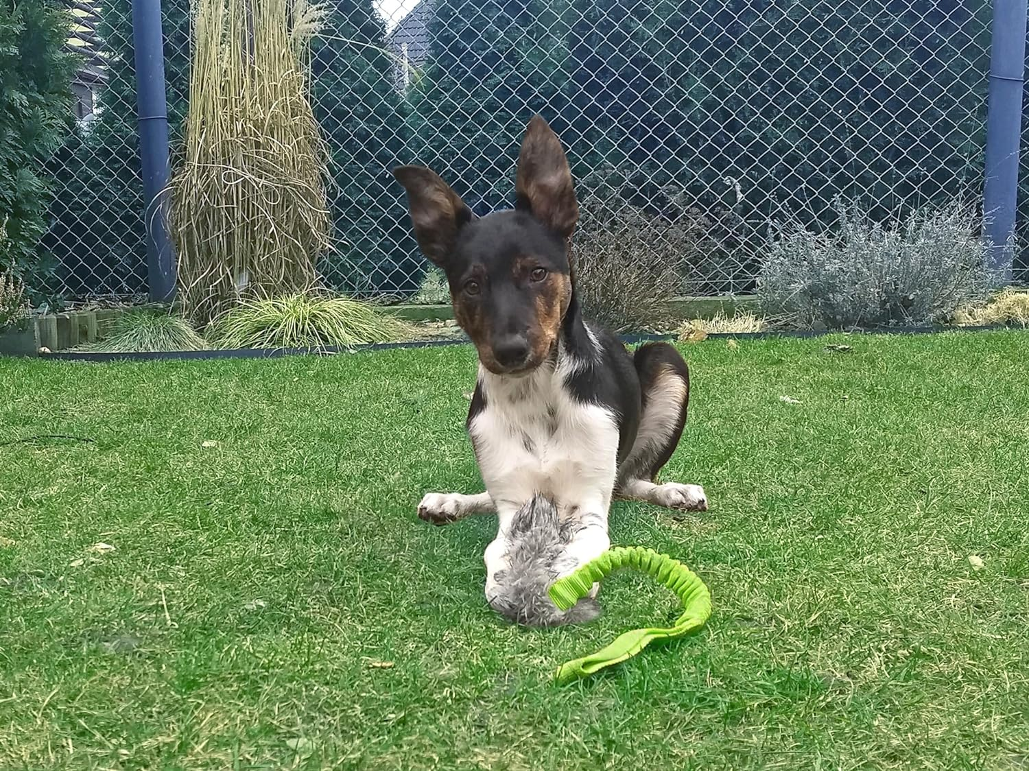 DINGO Fleece Dog Toy Artificial Fur Racer Squeaky Teaser Dog Wand 55 Cm Long Bungee Handle for Agility, Dog Training, Reward, Retrieve, Chasing, Play Green 15584-2 image number 5