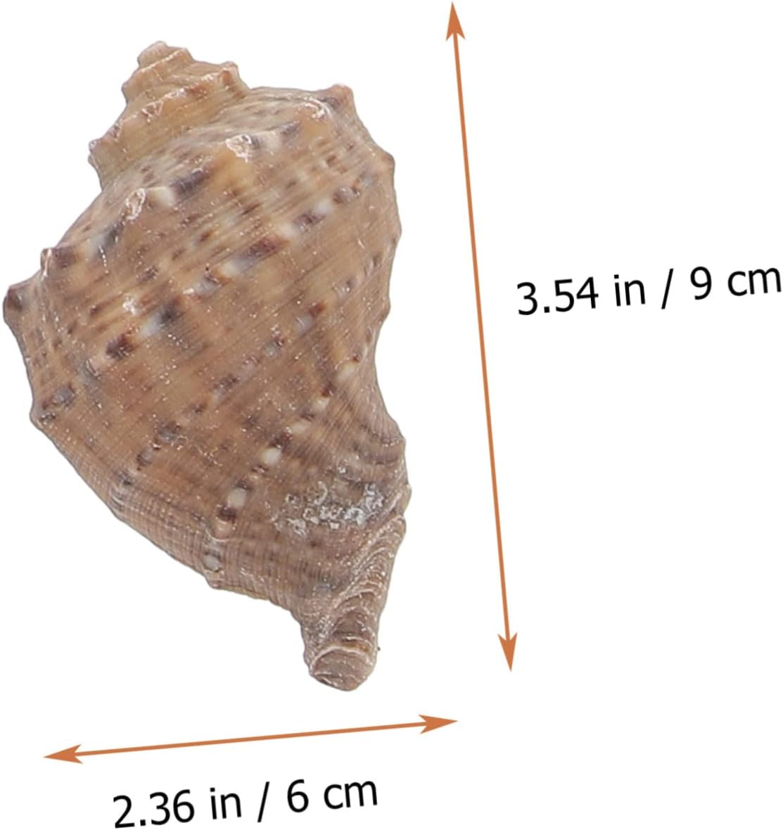 Angoily 1 Set Hermit Crab Conch Fish Tank Rocks Aquarium Conch Decor Beach Seashells Desk Top Decor Zen Garden Decor Ornament Pond Conch Decor Scallops Material Package Natural Conch image number 2