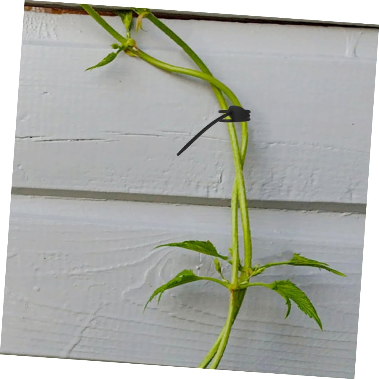 BEBEMOKO 20Pcs Black Silicone Plant Ties for Garden and Floral Wire Plant Fixing Tool, Flexible Twist Ties for Vegetable and Flower Stem Support, Reusable Gardening Straps for Home image number 6