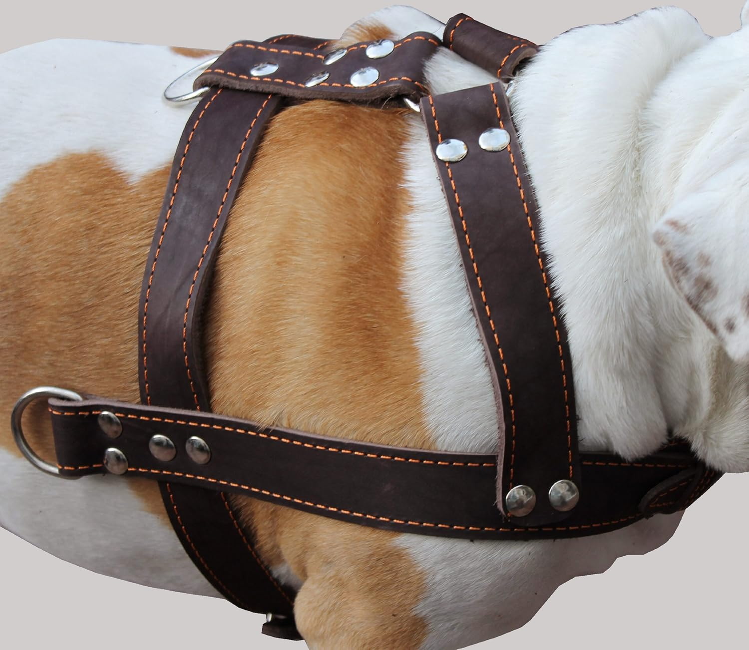 Brown Genuine Leather Pet Harness Dog Pulling 33''-37'' Chest Size 1.5'' Wide Straps, Cane Corso Mastiff image number 1