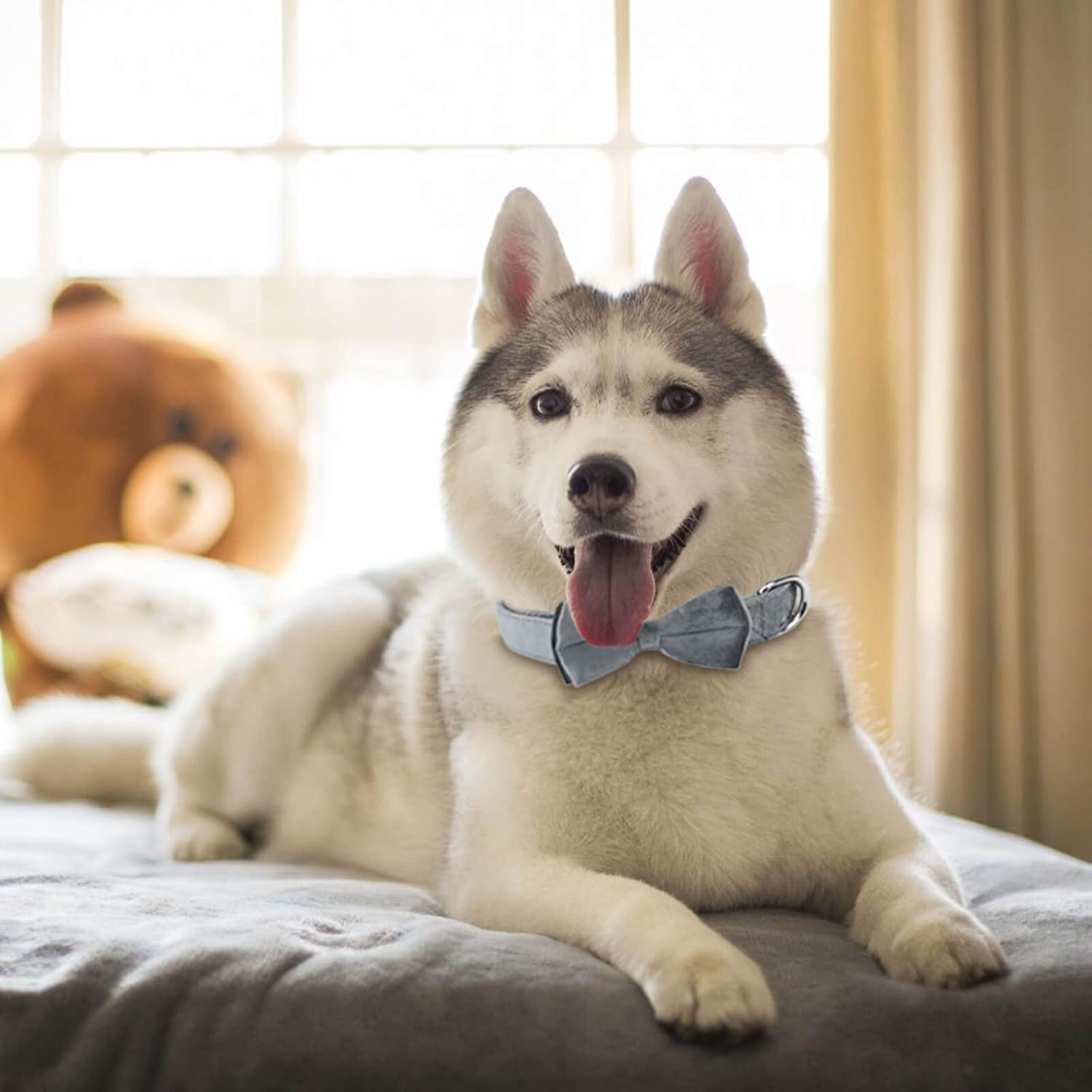 Asvin Dog Collar with Dog Bow Tie, Removable Dog Collar, Personalised Dog Collar, Zinc Alloy Link Buckle, Adjustable Dog Collar, for Dogs, Small, Medium, Large Dogs image number 3