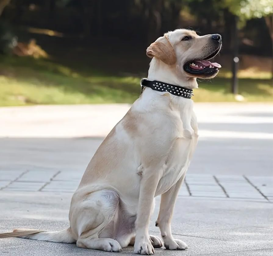 Upgraded Version Spiked Studded Leather Dog Collar with Leash, Rivet PU Leather Dog Collars for Pit Bull, Durable Leather Cat Collar Spiked Studded for Small Medium Large Pet (Black, M)