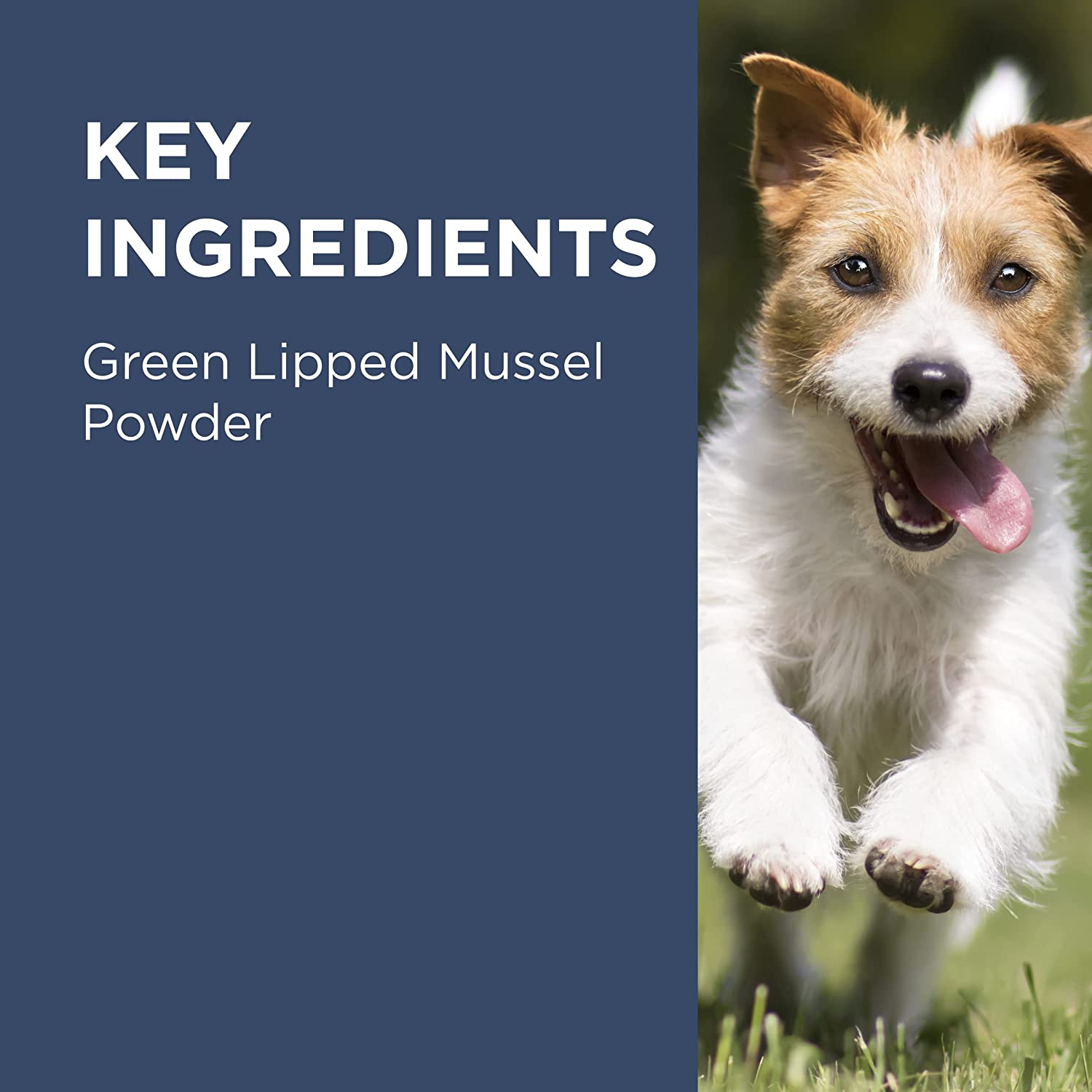 PAW by Blackmores Osteosupport&reg; Joint Care Powder for Dogs | Provides Relief of Arthritic Symptoms| 80 Capsules image number 6