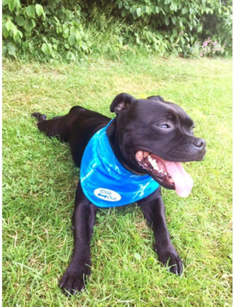 ALL for PAWS Chill Out Ice Bandana, Large image number 6