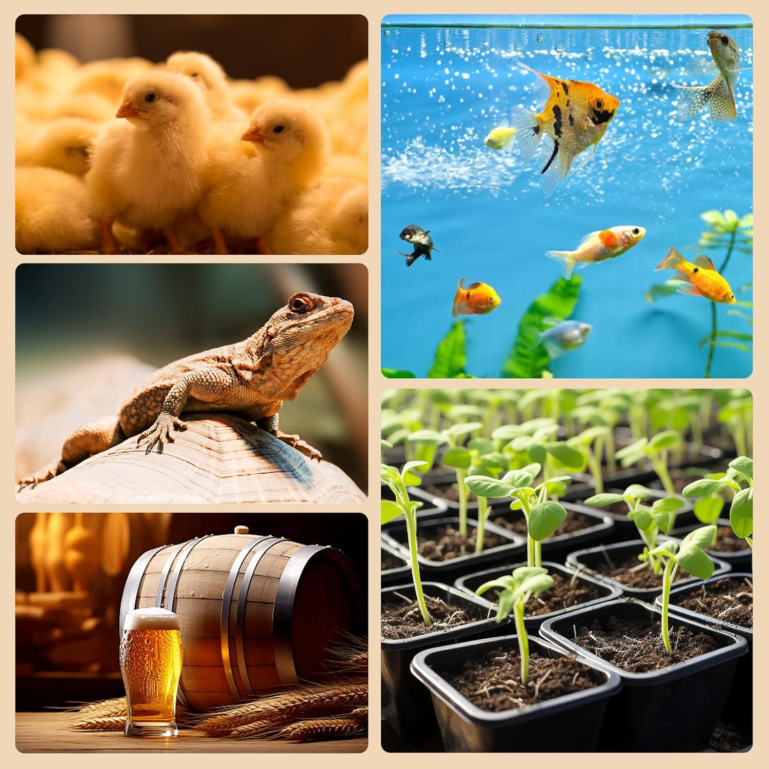 Lamptobe Digital Thermostat Controller, Heat Mat Thermostat Controller, Heating Cooling Mode, Reptile Thermostat Outlet for Aquarium, Carboy Homebrew, Breeding, Fermenter, Seed Germination image number 5