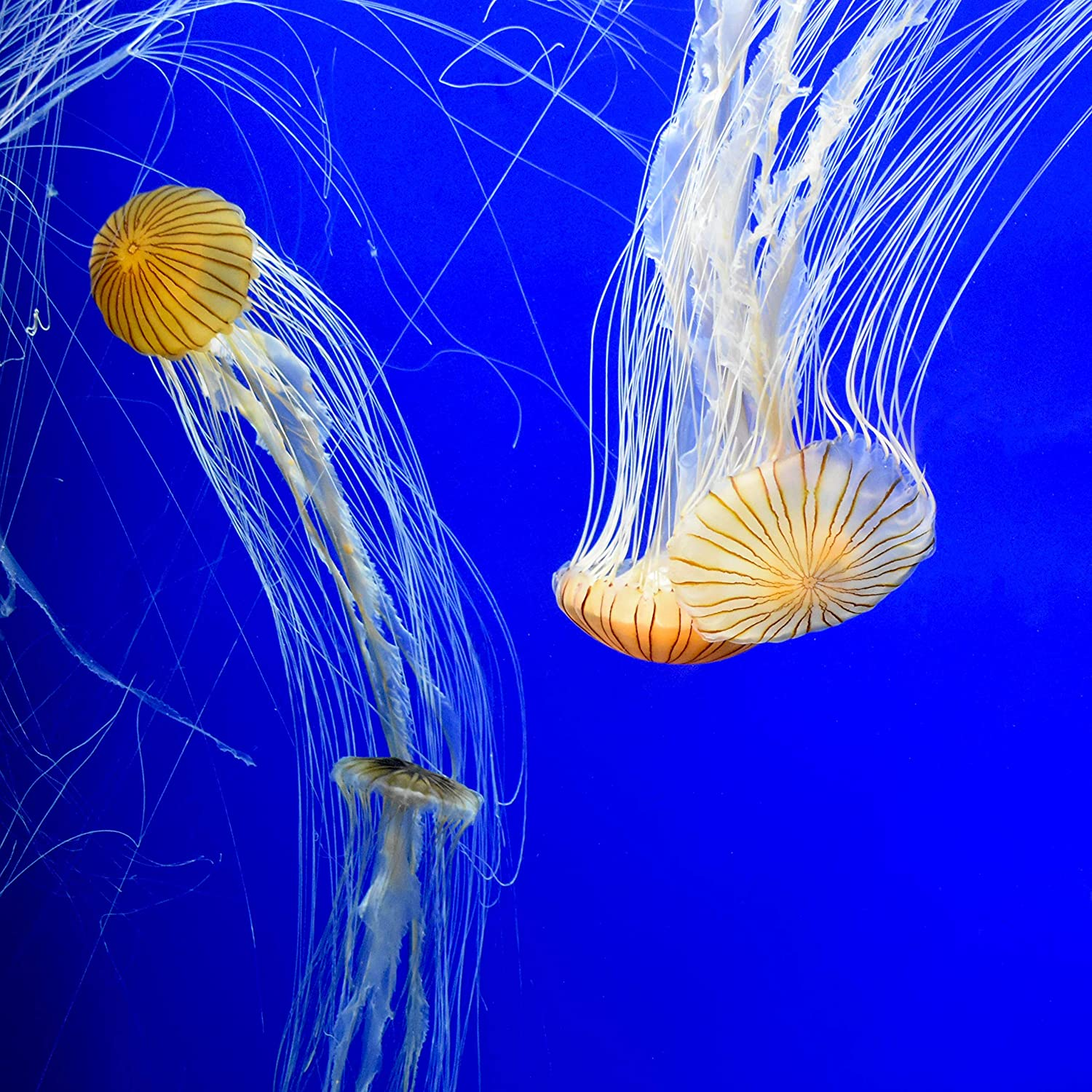 Seachem 116043304 Prime Concentrated Conditioner 500 Ml, 500 Ml image number 2