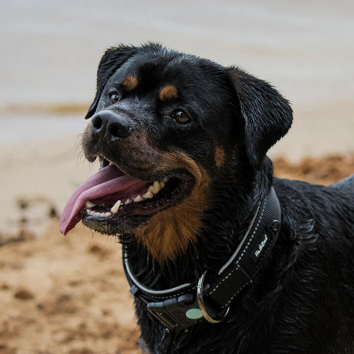 Specialist X360 Large Breed Dog Collar - Extra Large - Tough Dog Collar, Heavy-Duty, Large Breed image number 6