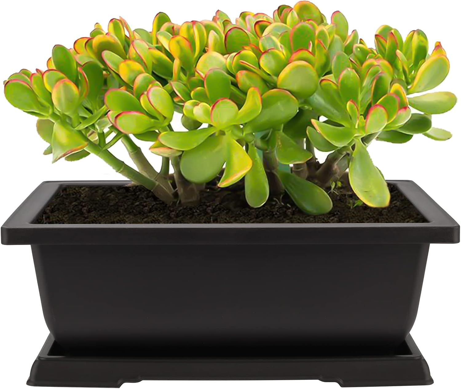 HEIHAK 4 Pack Large Plastic Bonsai Pots, 11.5 Inch Rectangular Built in Mesh Bonsai Training Pots with Trays, Plant Flower Tree Growing Bonsai Planter for Garden Supplies, Yard, Office, Room, Balcony image number 4