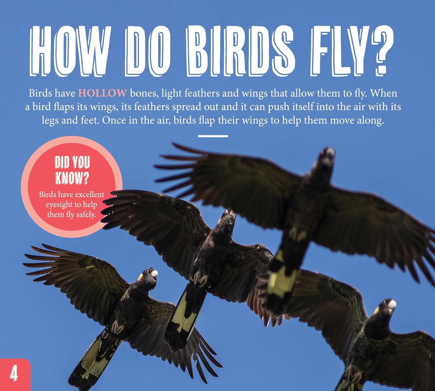 AG Discover: Aussie Birds image number 5