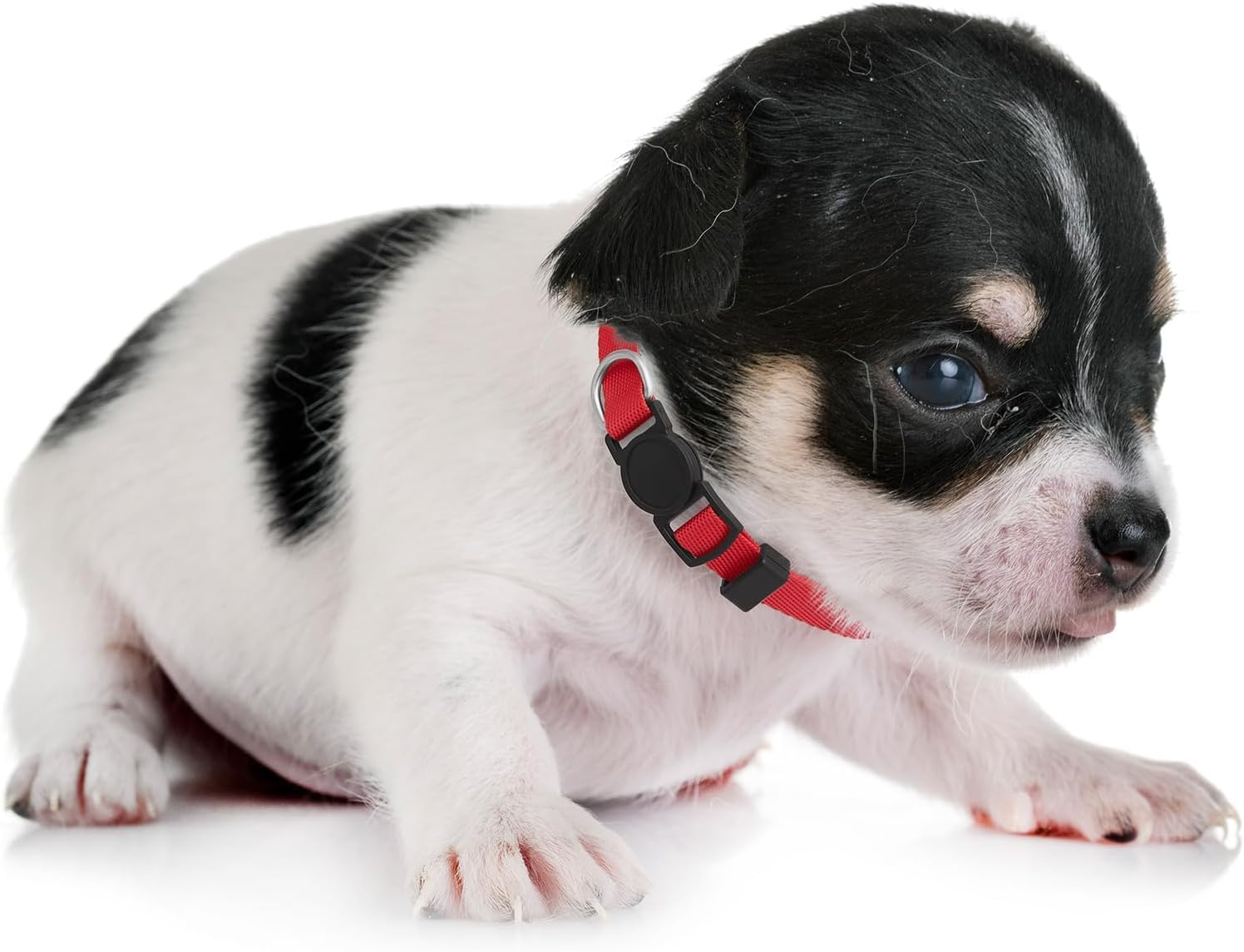 16 PCS Puppy Collars, Safety Buckle Puppy Collars for Litter Nylon Adjustable Collars for Puppies, Breakaway Puppy ID Collars Whelping Collars Pet Supplies,Stuff,Accessories (Multi) image number 2