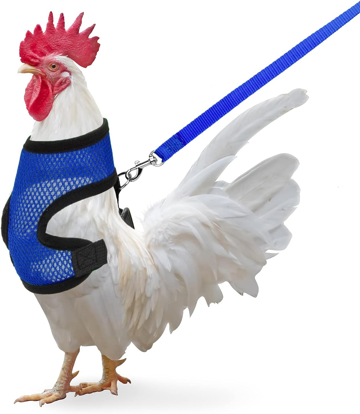 Chicken Harness with Leash, Adjustable Chicken Leash for Hens, Duck, Puppy (Green, M)