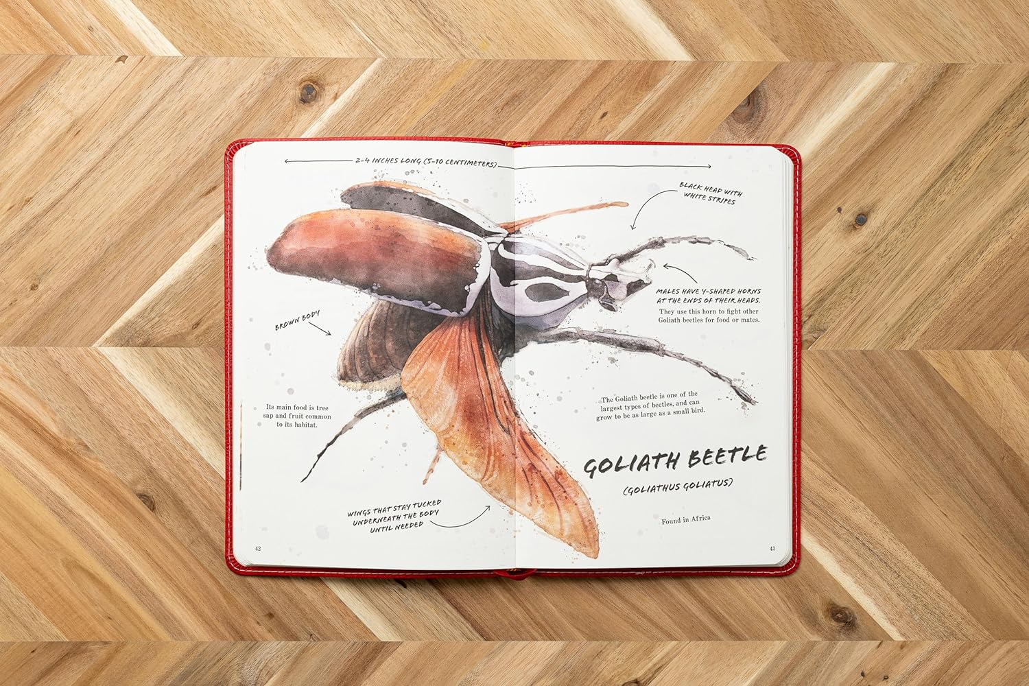 The Ultimate Bug Field Guide: the Entomologist'S Handbook image number 2