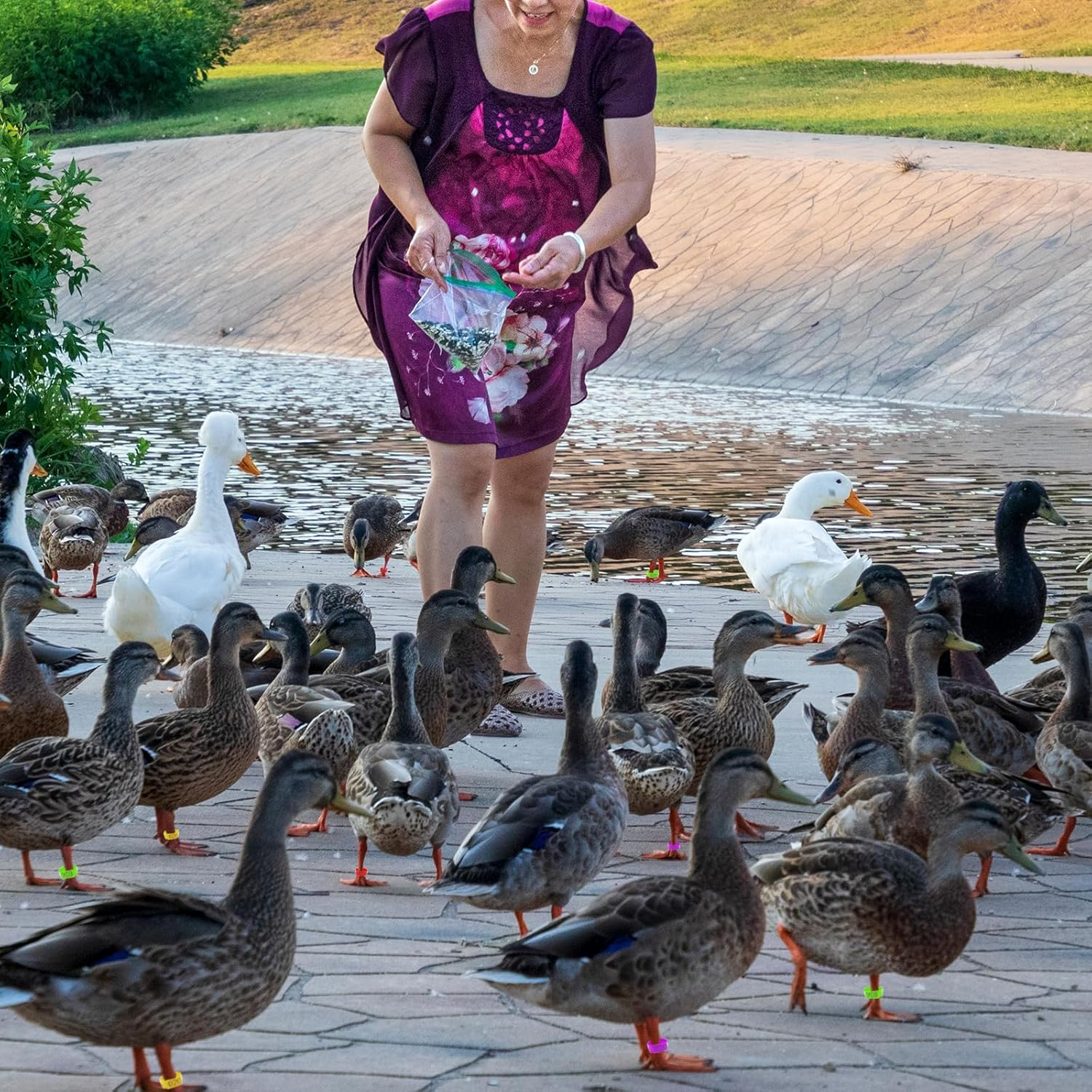 TEAONE Chicken Ring, 100 PCS Chicken Identification Tags for Birds, Ducks, Goosees (5 Colors, 2Cm/0.78In) image number 3