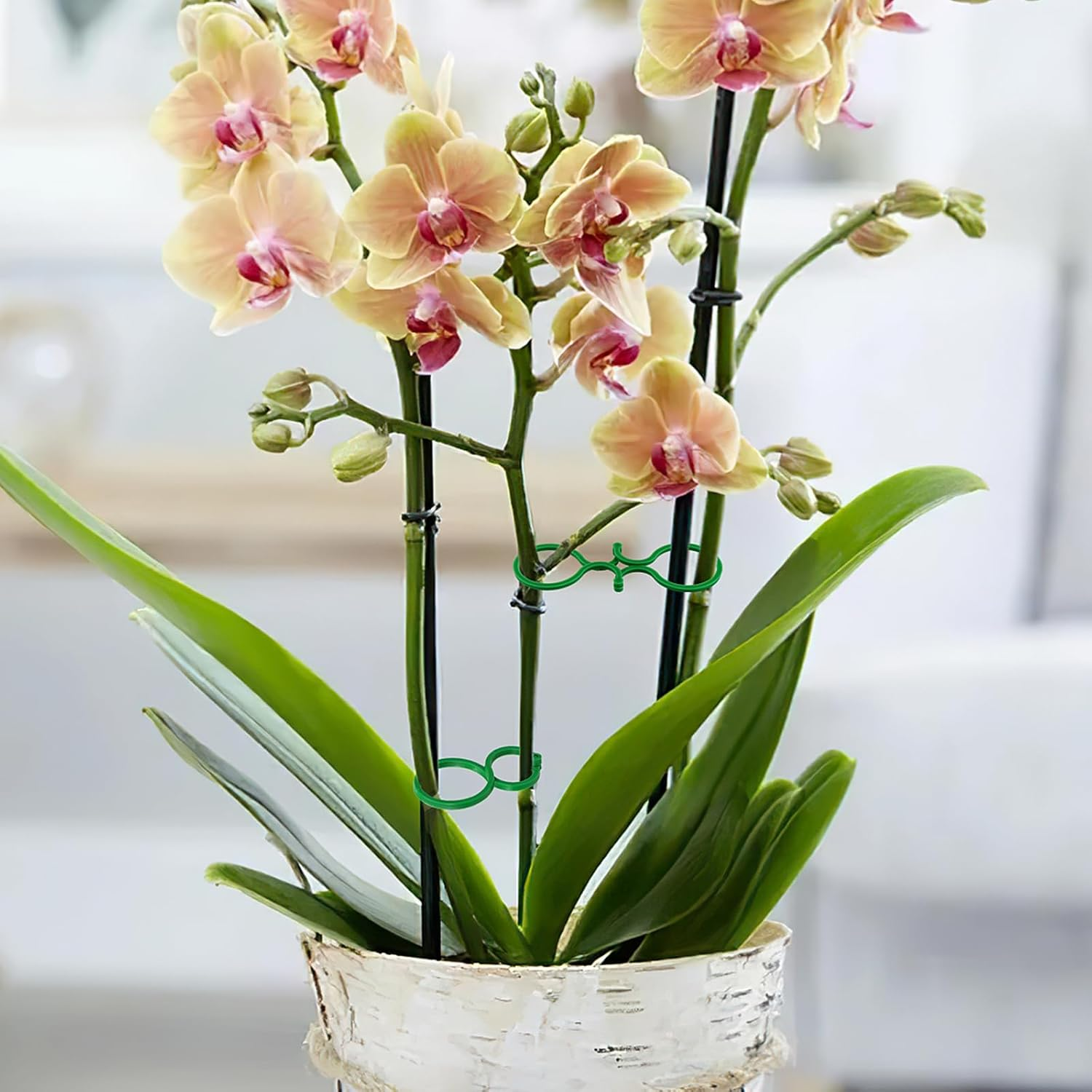 Hysagtek Pack of 200 Plant Clips for Supporting and Attaching Plants, Plant Clips, Trellis for Garden, Plants, Vegetable Fruit, Climbing Plants (Green) image number 2