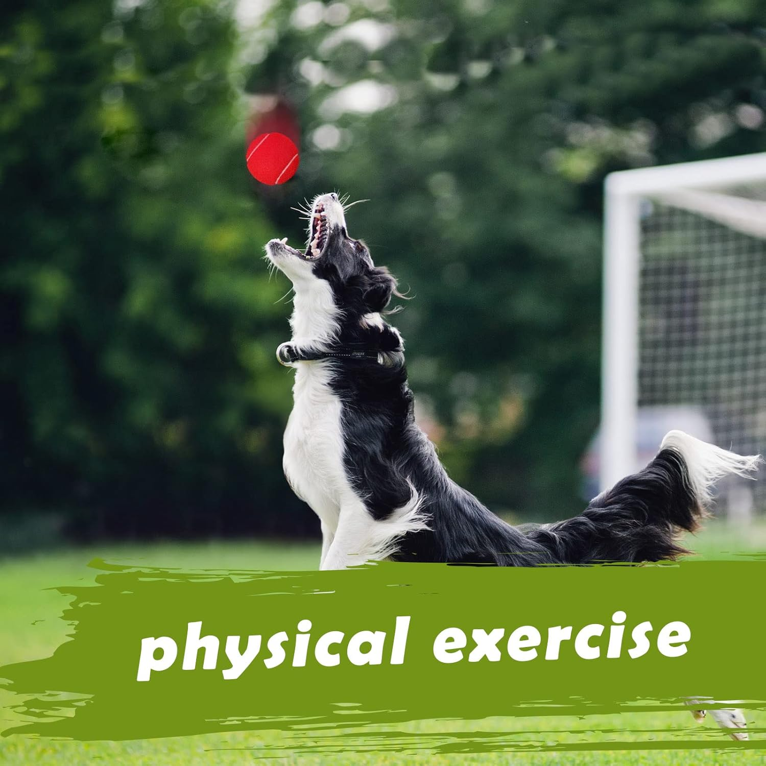 Pack of 20 Tennis Balls for Dogs 2.5 Inch PET Dog Ball for Large, Medium and Small Dogs Colored Interactive Puppy Tennis Doggy Toy with Bag Training Play Exercise, 5 Colors image number 4