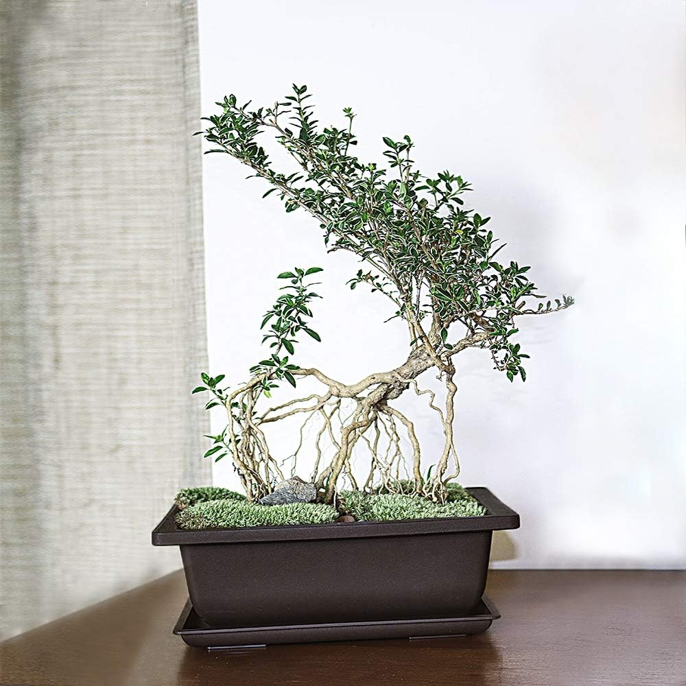 6Pcs/Pack Retro Style Basin Larger Plastic Flower Pot Planters Bonsai Plant Bowl Nursery Pots Plastic Bonsai Training Pots Rectangle Large:8.9" image number 6