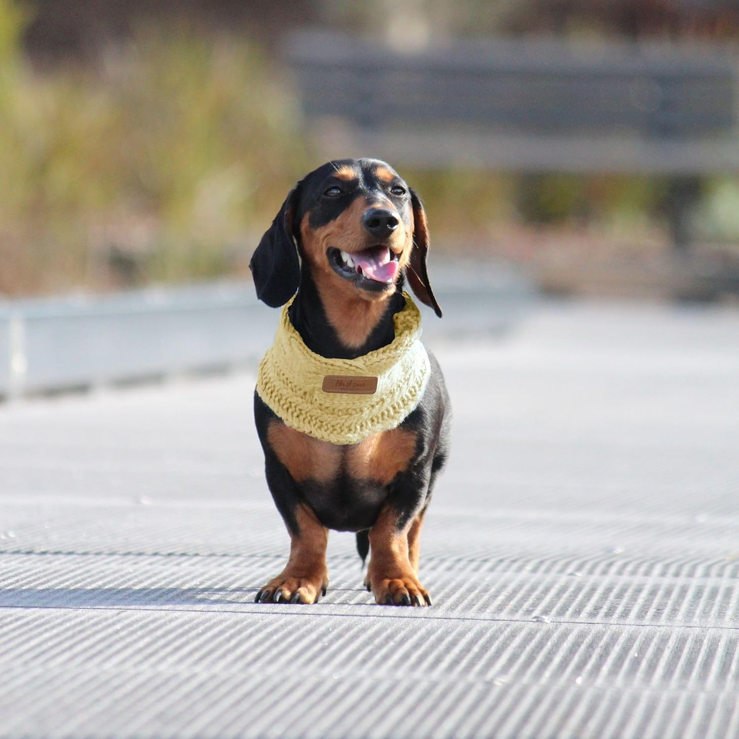 Huskimo Dog Snood, Buttercup, Small image number 4