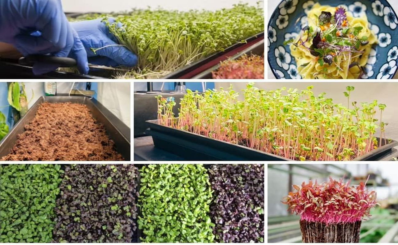 Begrit 1020 Seeding Trays Microgreen Growing Tray (Drain Holes(10 Pack)) image number 5