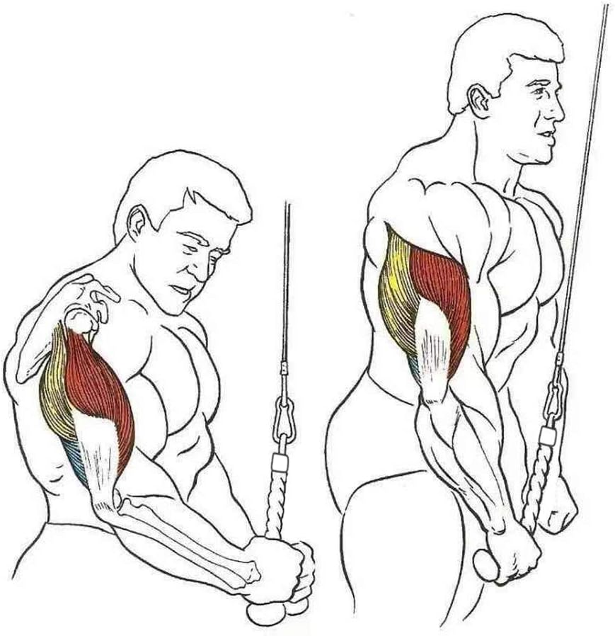 Pull down Rope Single Grip Tricep Bicep Exercise Attachment for Cable Machines Gym Pulley Workout - Black 2 Pack image number 6