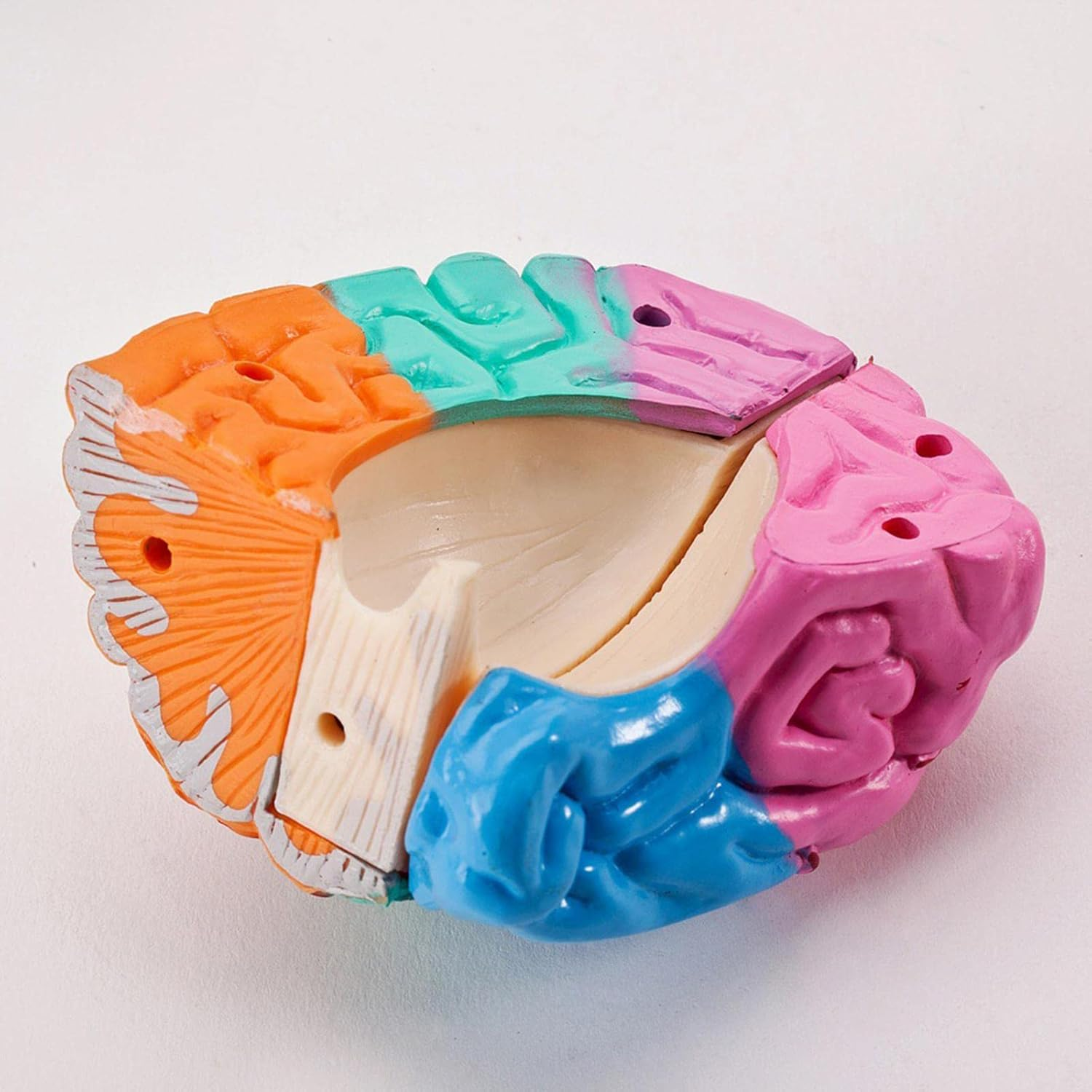 Kokiya Human Brain Disassembled Brain Model, Anatomically Correct, Multifunctional Teaching Tool, Includes Model, Rack, Manual, Booklet, Study Card, Suitable for Child, Teen, Adult image number 1