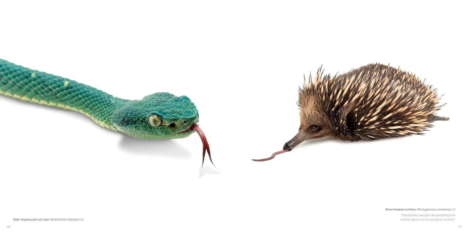 National Geographic the Photo Ark: One Man'S Quest to Document the World'S Animals image number 4