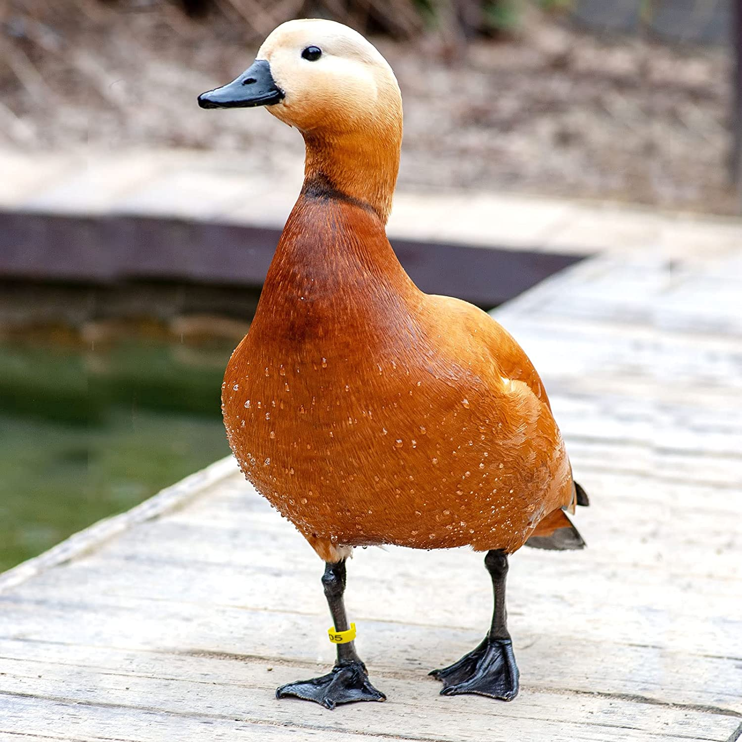 60PCS Numbered Chicken Leg Rings, 16 Mm, 20 Mm 6 Color 2 Sizes Clip-On Plastic round Identificaiton Tags Foot Loop Band, for Ducks, Seafige, Goose Wild Poultry, Turkeys image number 2