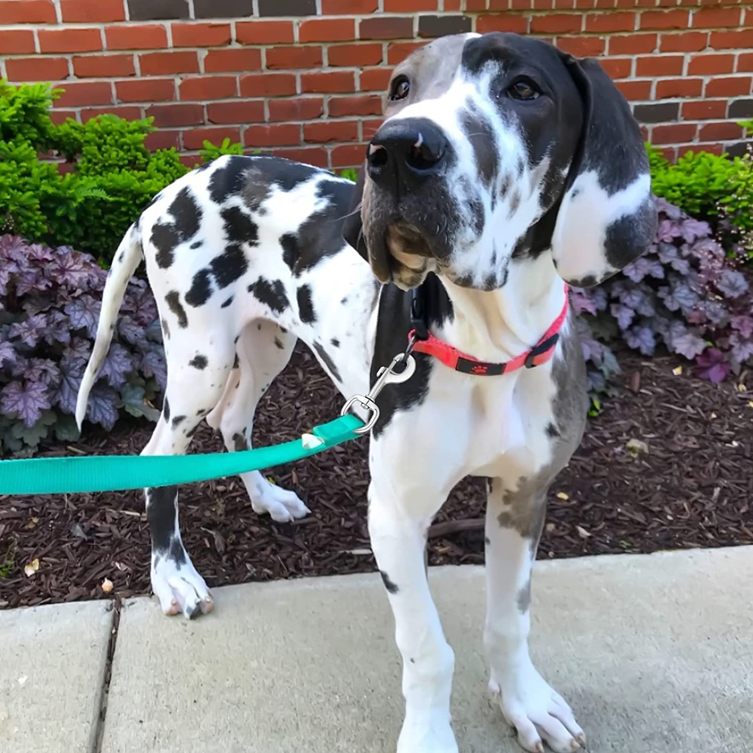 Swivel Snap Hooks Heavy Duty Large Big Dog Lead Clip Clasp Horse Lead Clip Swivel Bolt Snap Trigger Clips 4.3 Inch 2Pcs