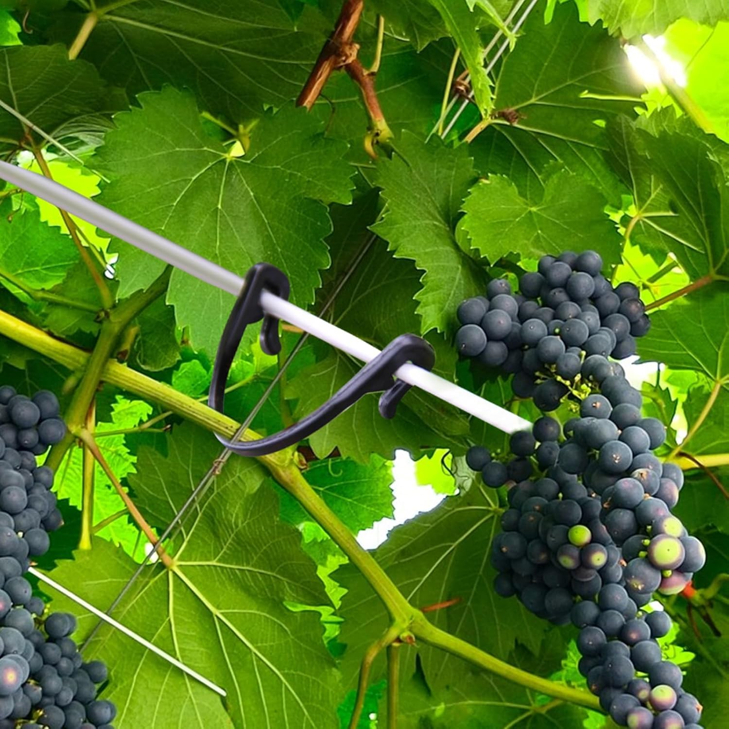 Iplusmile 100Pcs Garden Plant Support Clips Grape Stem Clamps for Vine Trees for Hanging Melons Fruit Yield Health Supplies image number 4