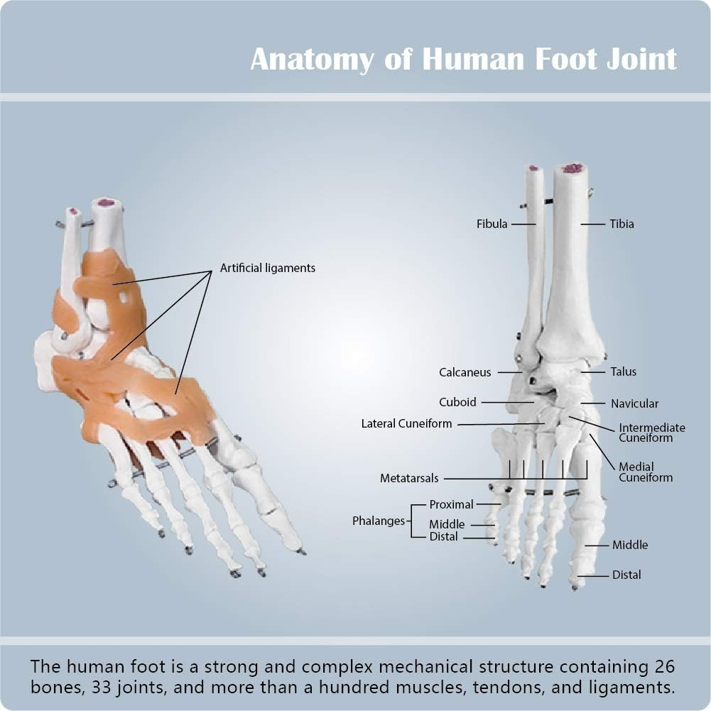 Aribrnten Foot Joint Model with Ligaments Human Anatomy Model, Life Size, as Shown PVC 1 Piece