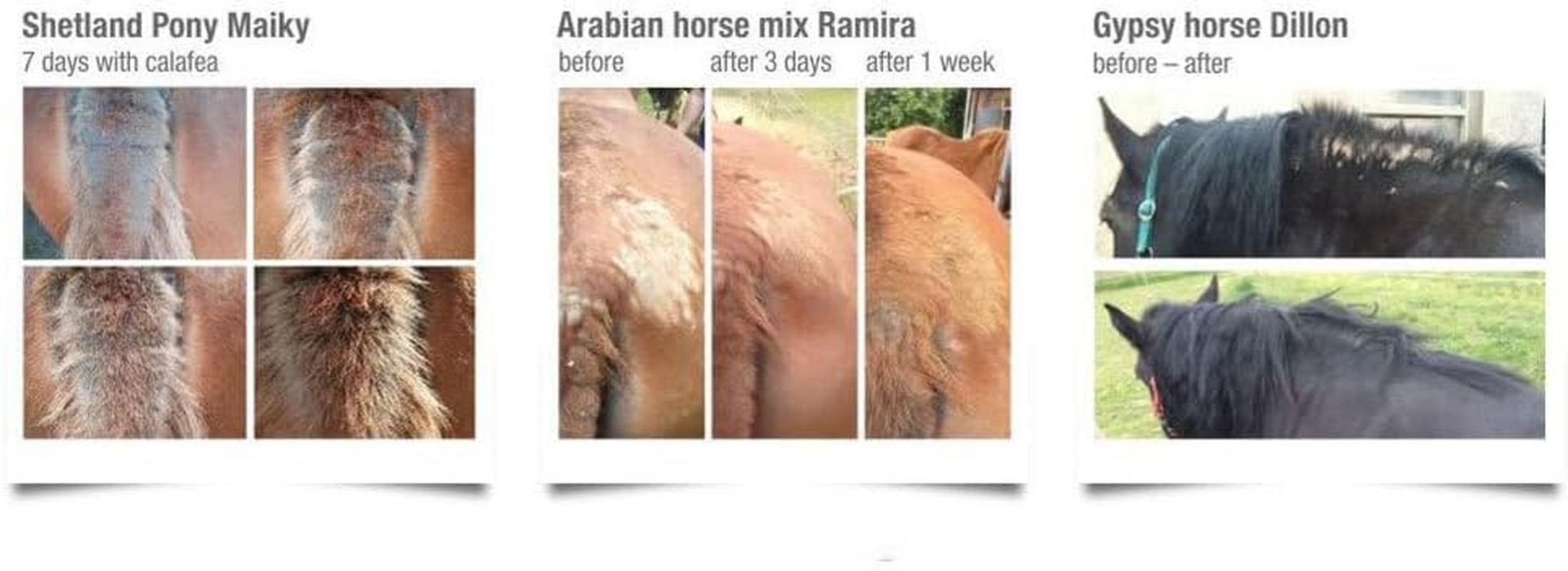 Calafea Horse Oil Quit Itch Sweat Itch Horses Dog 100Ml image number 1