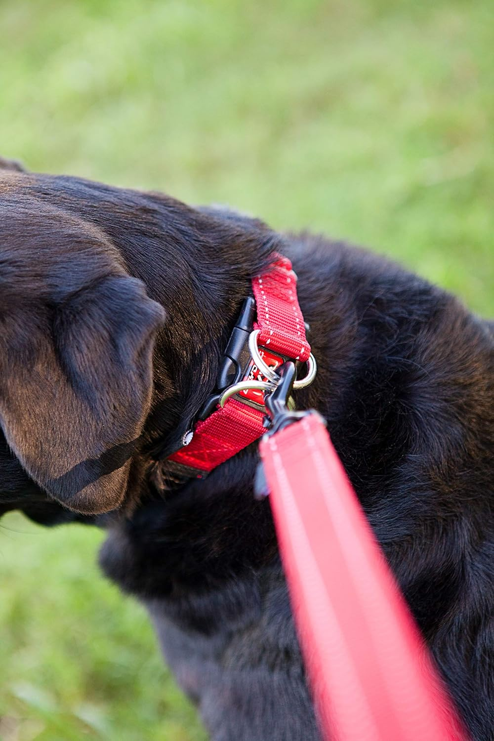 EZYDOG Double Lock Collar, Bubble Gum Collar, for Large Dogs, Size L image number 2