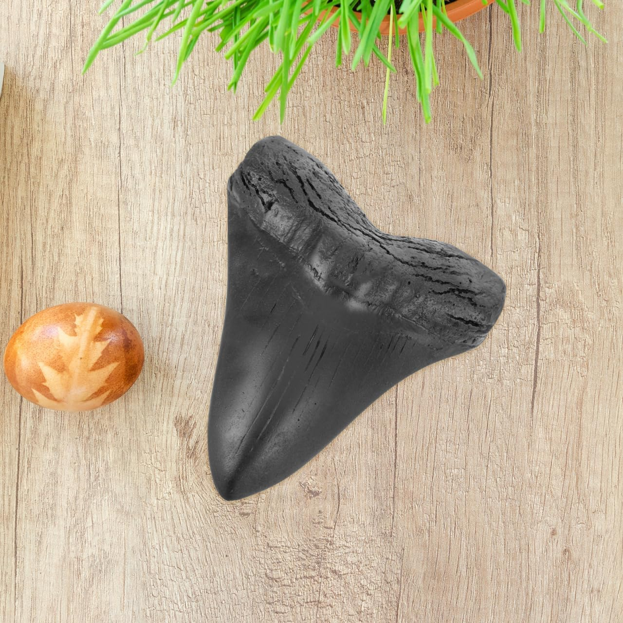 STOBAZA Megalodon Teeth Realistic Giant Shark Tooth Model Resin Collectible for Home Office Paleontological Decor 5.31X4.53X0.79In image number 2