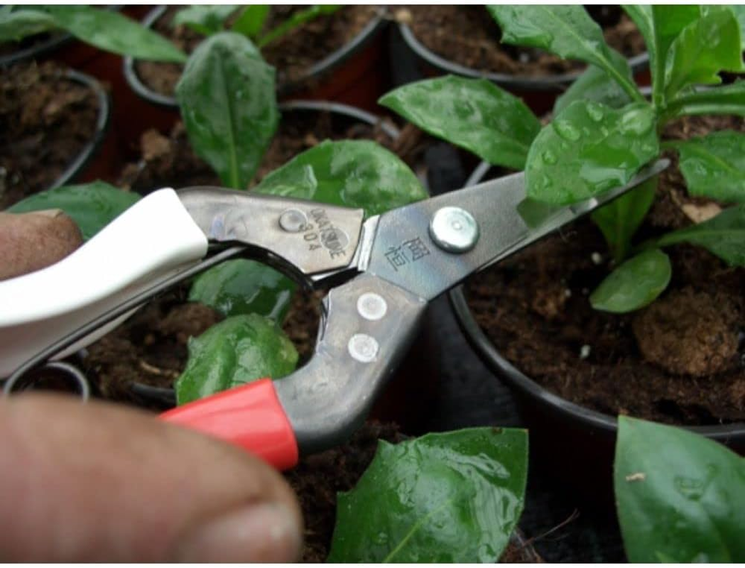 Okatsune No. 304 Bud Cutting Shears, Boxed