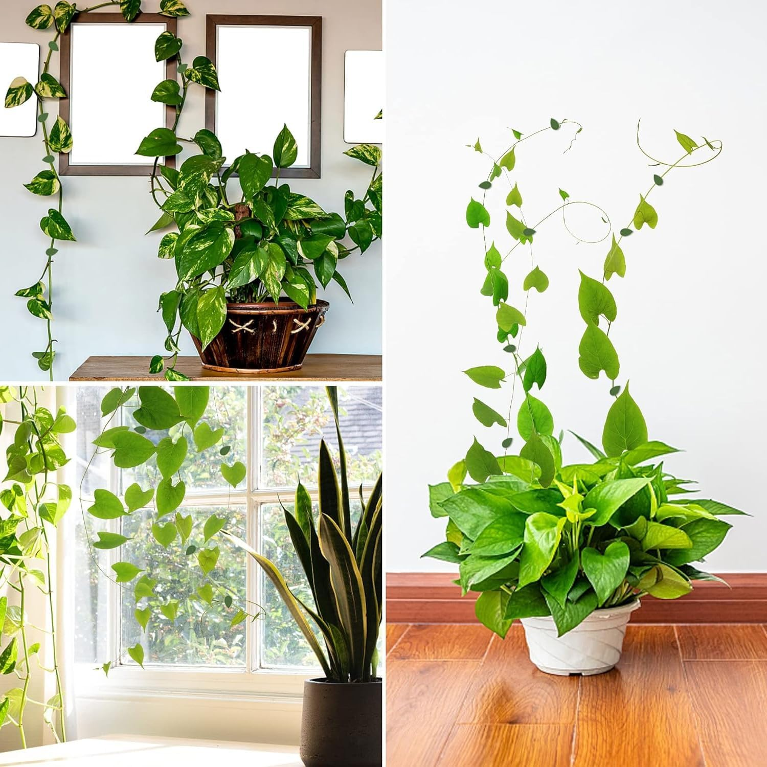 60 Pcs Invisible Plant Climbing Wall Fixture Clips,Self-Adhesive Hanging Plant Clips,Self-Adhesive Hook Plant Vine Traction for Indoor Outdoor Green Leaf Simulation for Garden Wall Clip Decoration image number 4