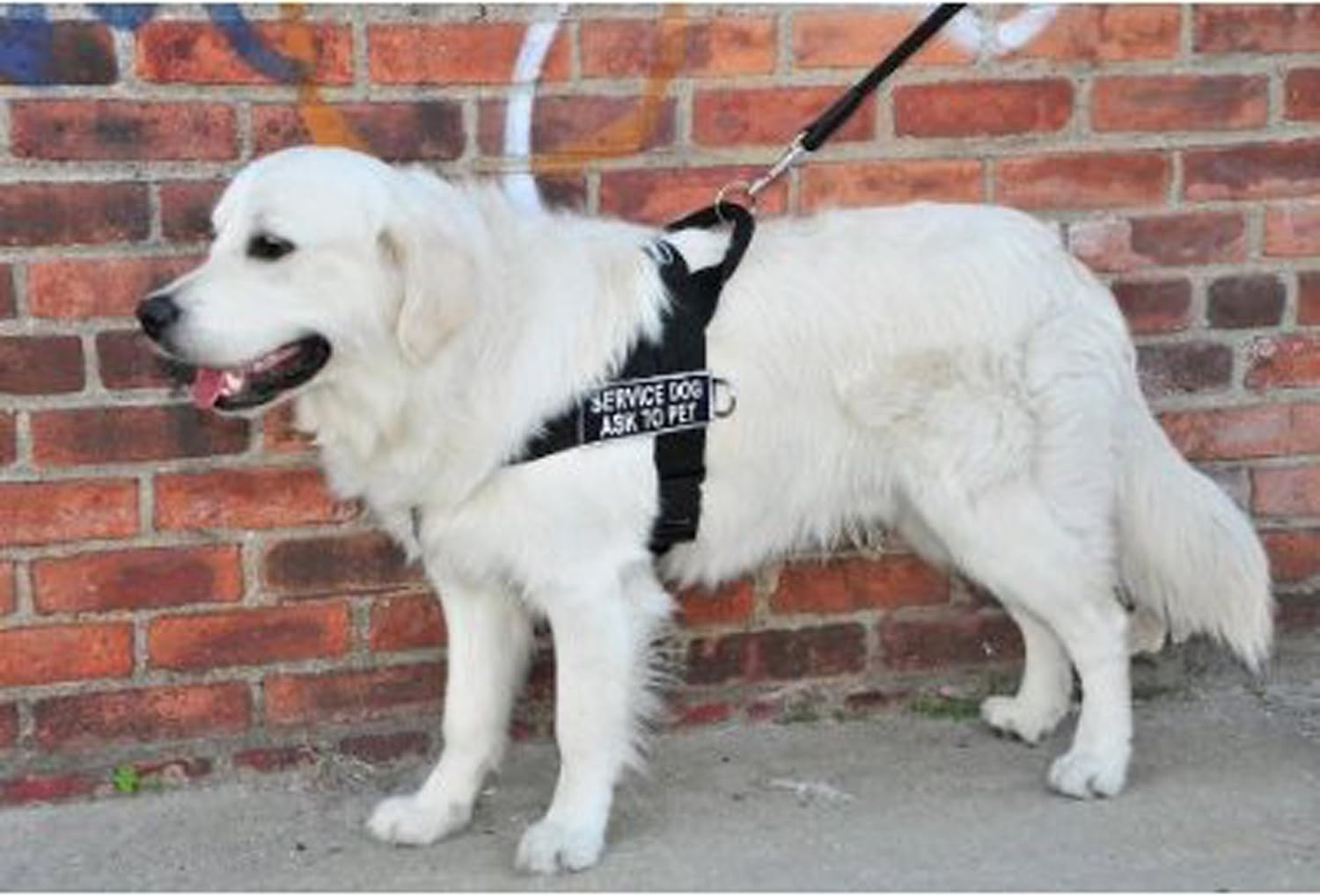 DT Universal No Pull Dog Harness, Service Dog Ask to Pet, Black, Large, Fits Girth Size: 31-Inch to 42-Inch image number 4