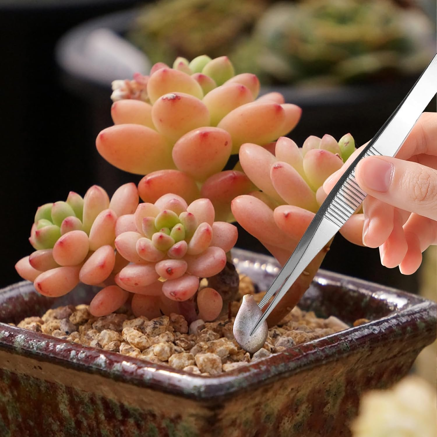 EXEXIUO 3Pcs Long Tweezers for Plants, Stainless Steel Needle Nose Tweezers Set for Succulent Gardening and Kitchen image number 5