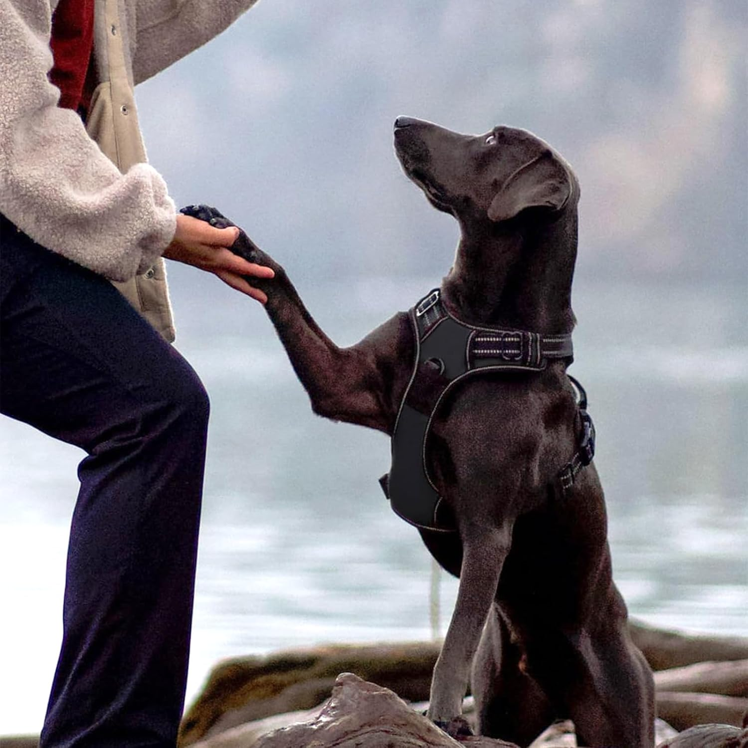 Safe Dog Harness and Cat Harness with Lead, Adjustable Harness for Small, Medium and Large Dogs, Escape Proof Cat Harness with Cat Lead (S) image number 5