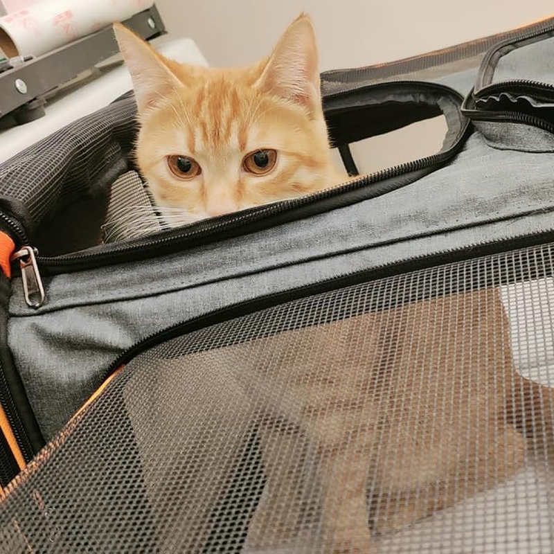 2 Sides Travel Expandable Pet Carrier Bag (Large), Airline Approved Soft-Sided Cat Carrier with Pad & Pocket & Removable Shoulder Strap image number 5