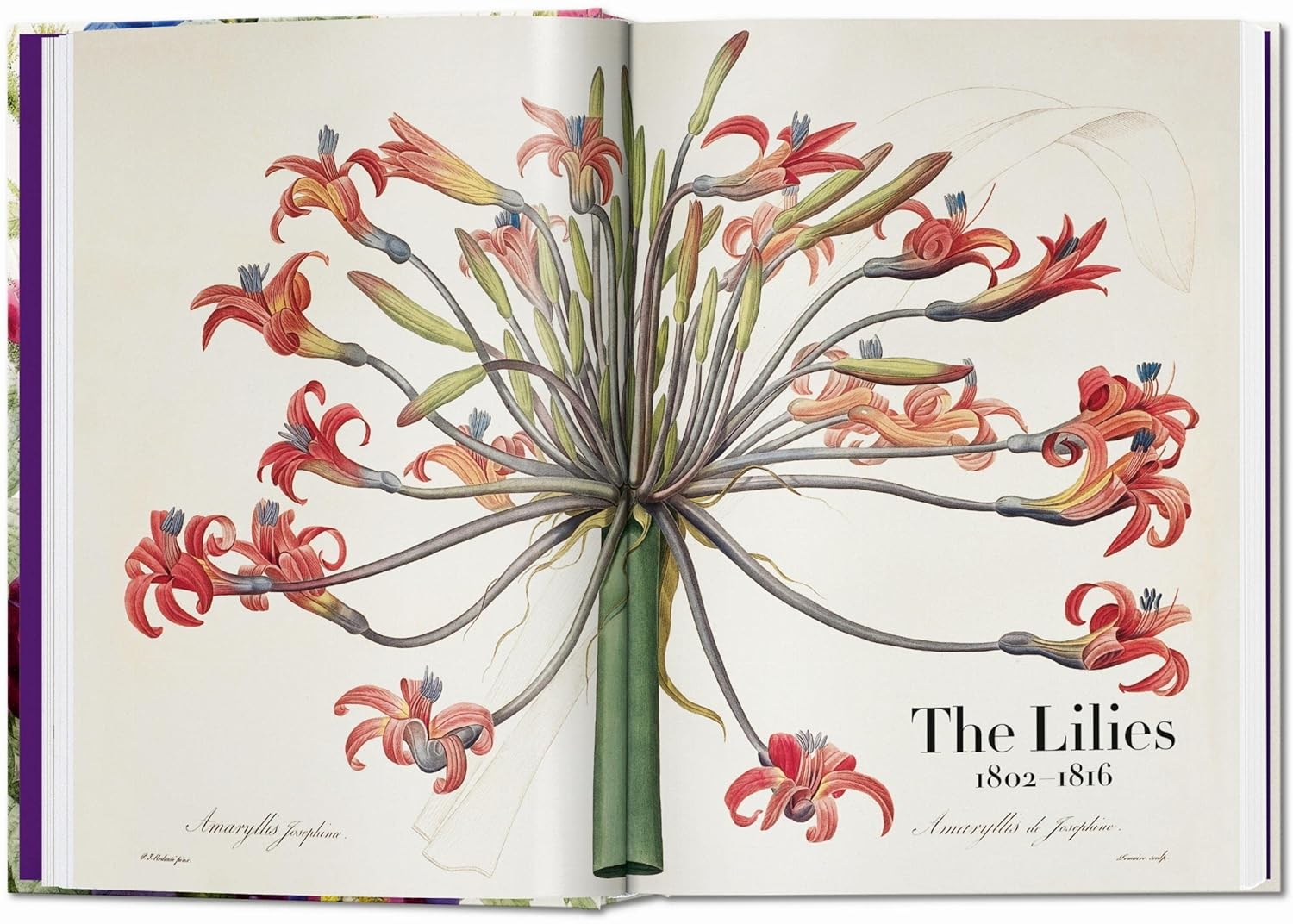 Redout&eacute;. the Book of Flowers. 40Th Ed. image number 1