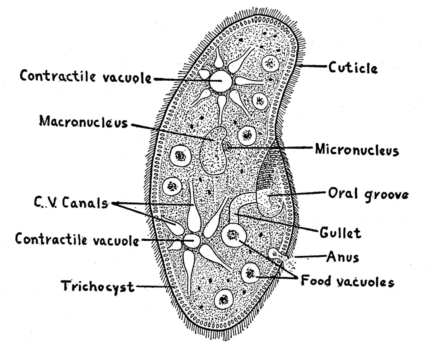 Adventures with a Microscope image number 3