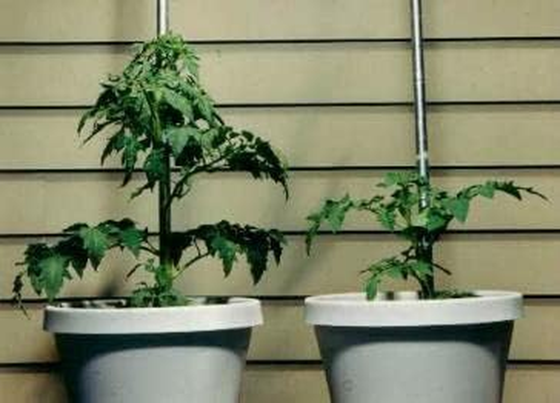 Rootblast - Grow Bigger Strong Plants image number 4