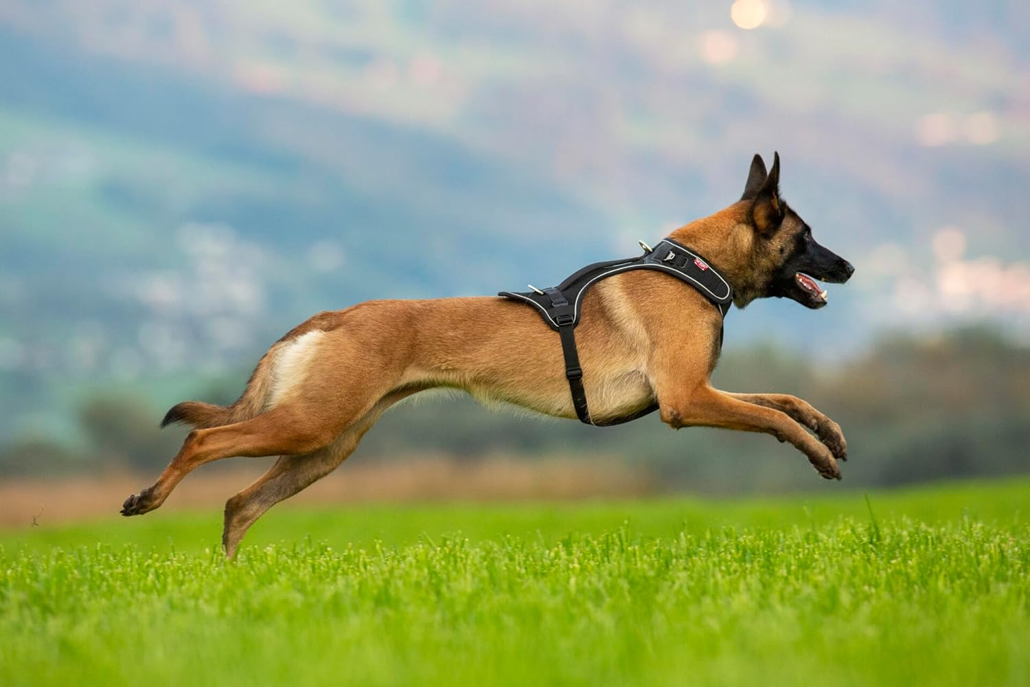 Curli Belka Harness Red image number 2