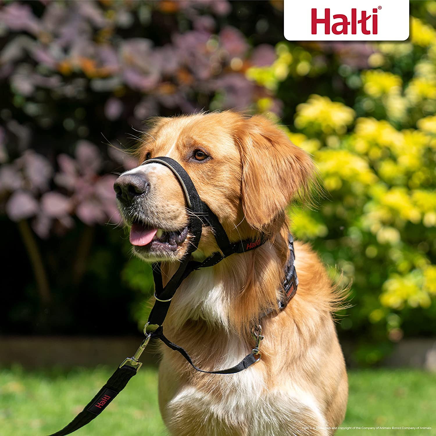 HALTI Headcollar Size 5, Black & HALTI Training Leash Size Large, Black Combination Pack - Stop Your Dog Pulling on the Leash. Adjustable, Lightweight with Padded Nose Band. Suitable for Large Dogs image number 3