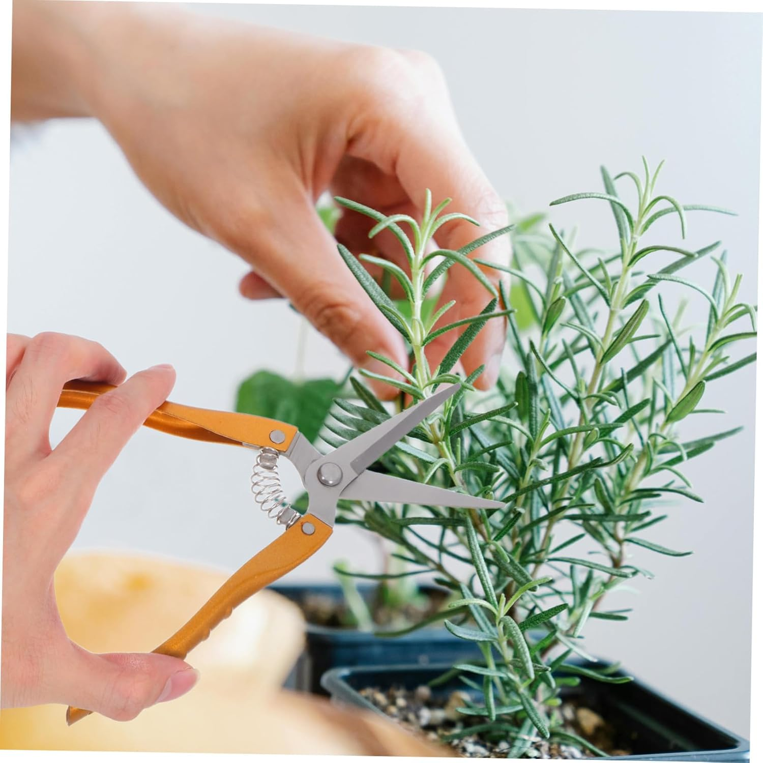 Kisangel 2Pcs Garden Pruning Shears Stainless Steel Plant Cutting Scissors Lightweight Fruit Picking Tool for Home and Outdoor Gardening image number 6