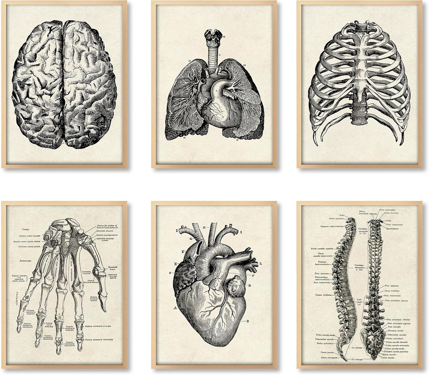 Ohhvvow Human Anatomy Artwork Medical Wall Picture Muscle Skeleton Vintage Poster Nordic Canvas Print Education Painting Modern Decor(Unframed) image number 5