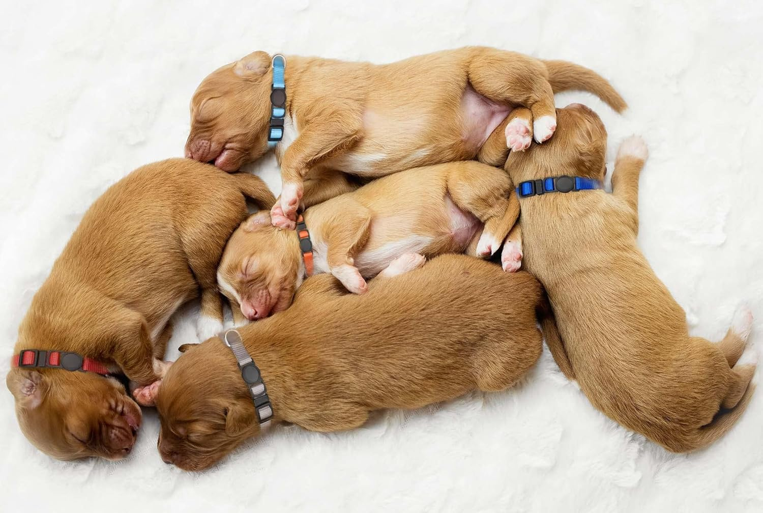 16 PCS Puppy Collars, Safety Buckle for Litter Nylon Adjustable Puppy Collars for Small Puppies, Breakaway Puppy ID Collars Whelping Collars Pet Supplies,Stuff,Accessories (M, Solid) image number 5