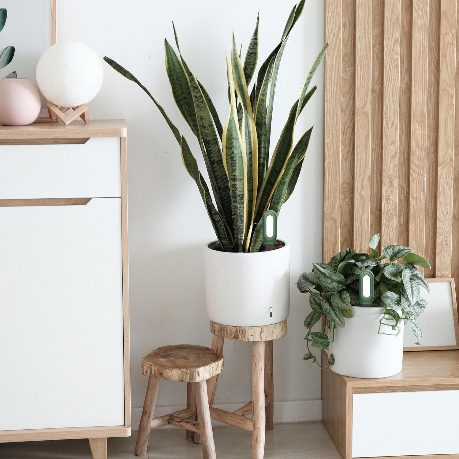 Smart Zigbee Soil Moisture & Temperature Sensor &ndash; Indoor Plant Monitor Compatible with Tuya Smartlife App &ndash; Requires Zigbee Hub &ndash; High Accuracy Soil & Ambient Monitoring for Smart Home Gardening image number 3