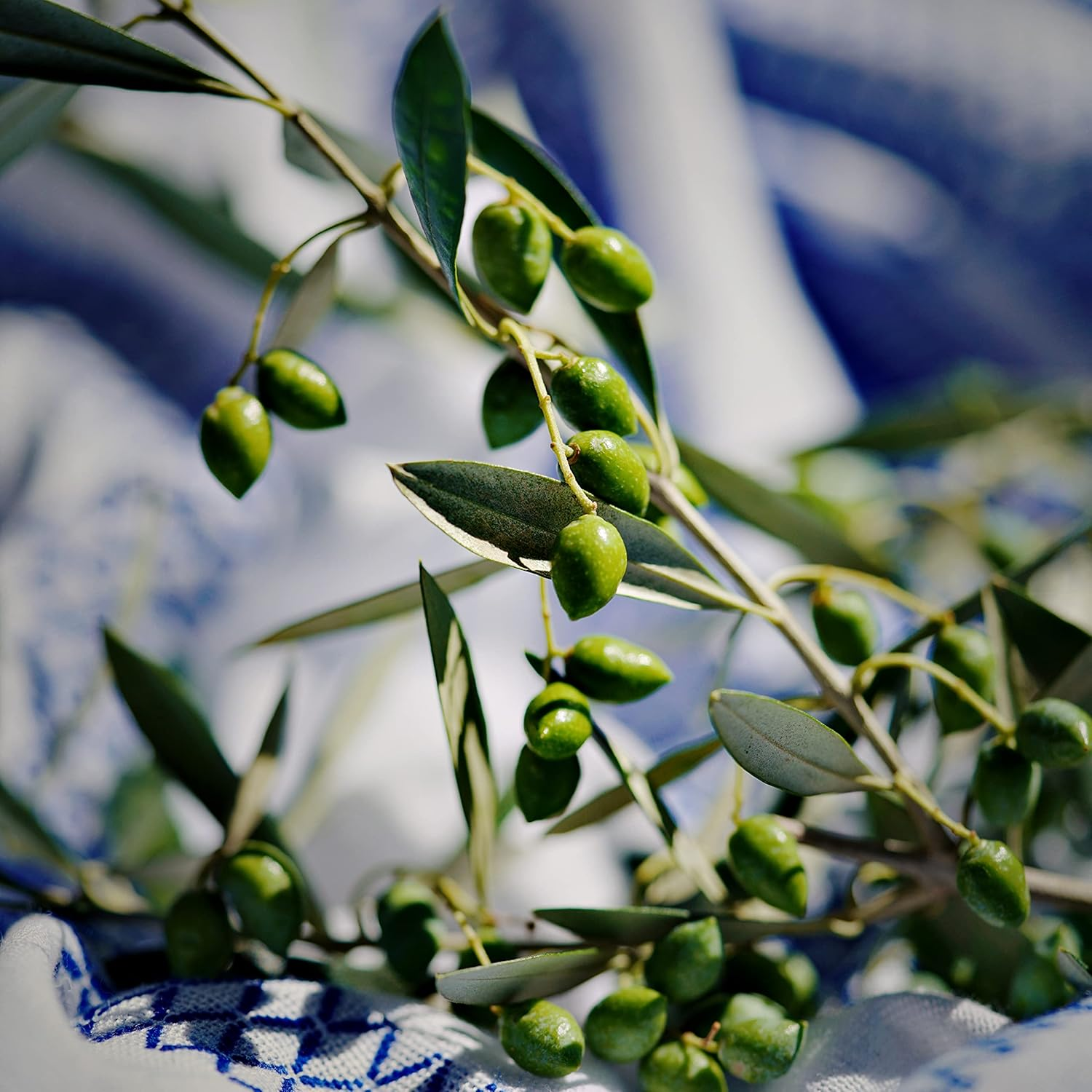 Korres Pure Greek Olive Nourishing Shampoo for Dry Dehydrated Hair - 250Ml/8.45Oz image number 5